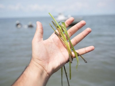 Seagrass