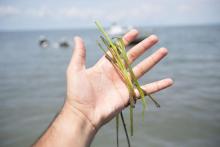 Seagrass