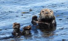sea otters