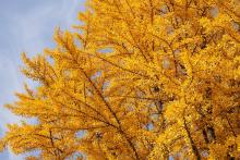 Large yellow gingko tree